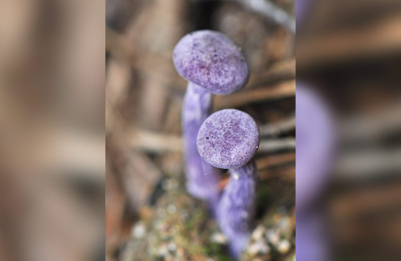 bizarre_paddenstoelen_violette_gordijnzwam