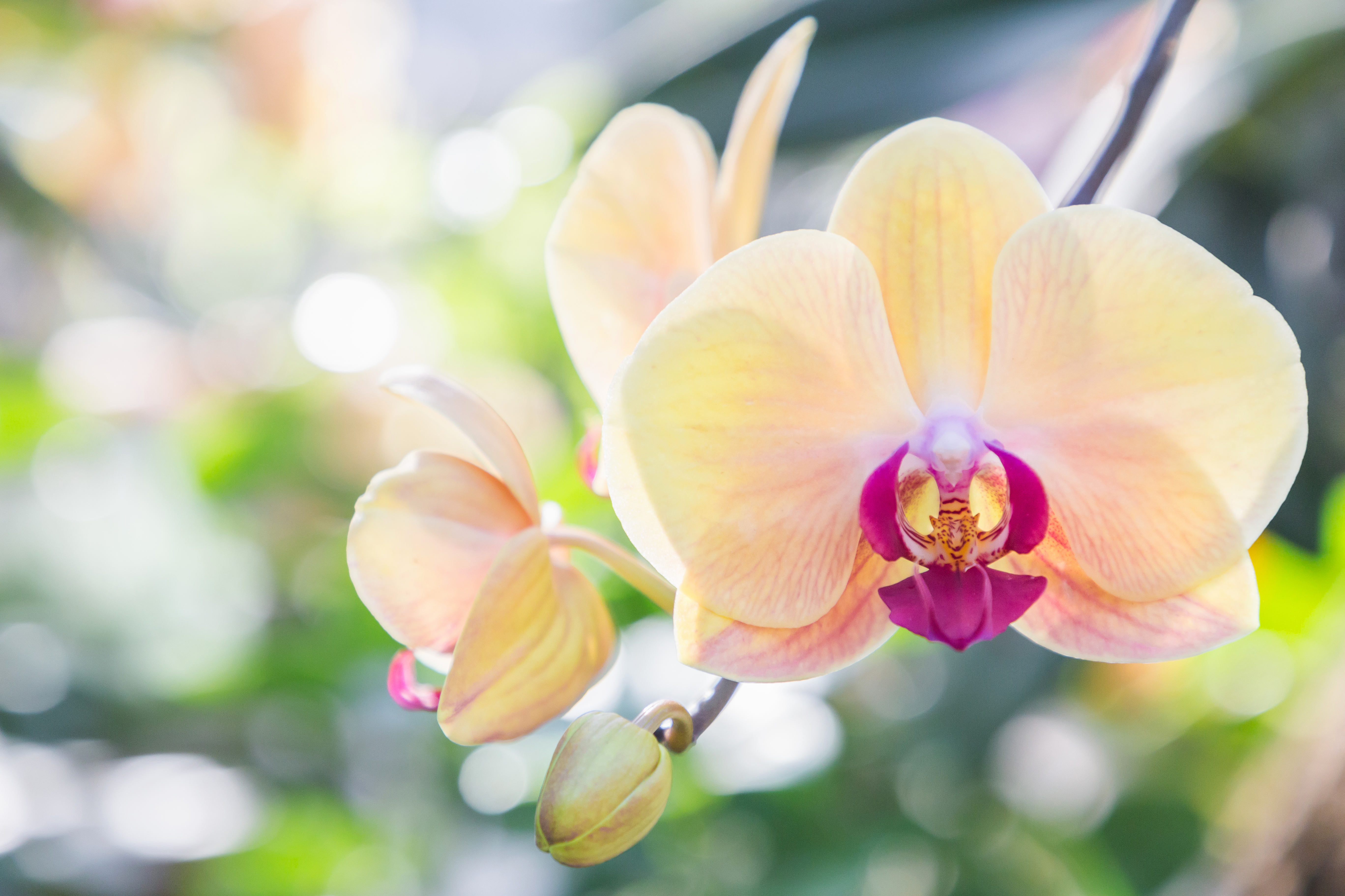De oorsprong van de orchidee