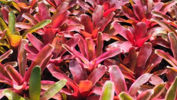 Vriesea plant tropische kamerplant