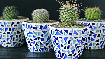 cactus, planten, pot, bak