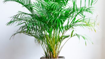 Chrysalidocarpus, kamerplant