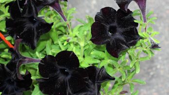 zwarte petunia, plant