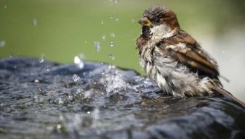 Vogels in de zomer helpen afkoelen
