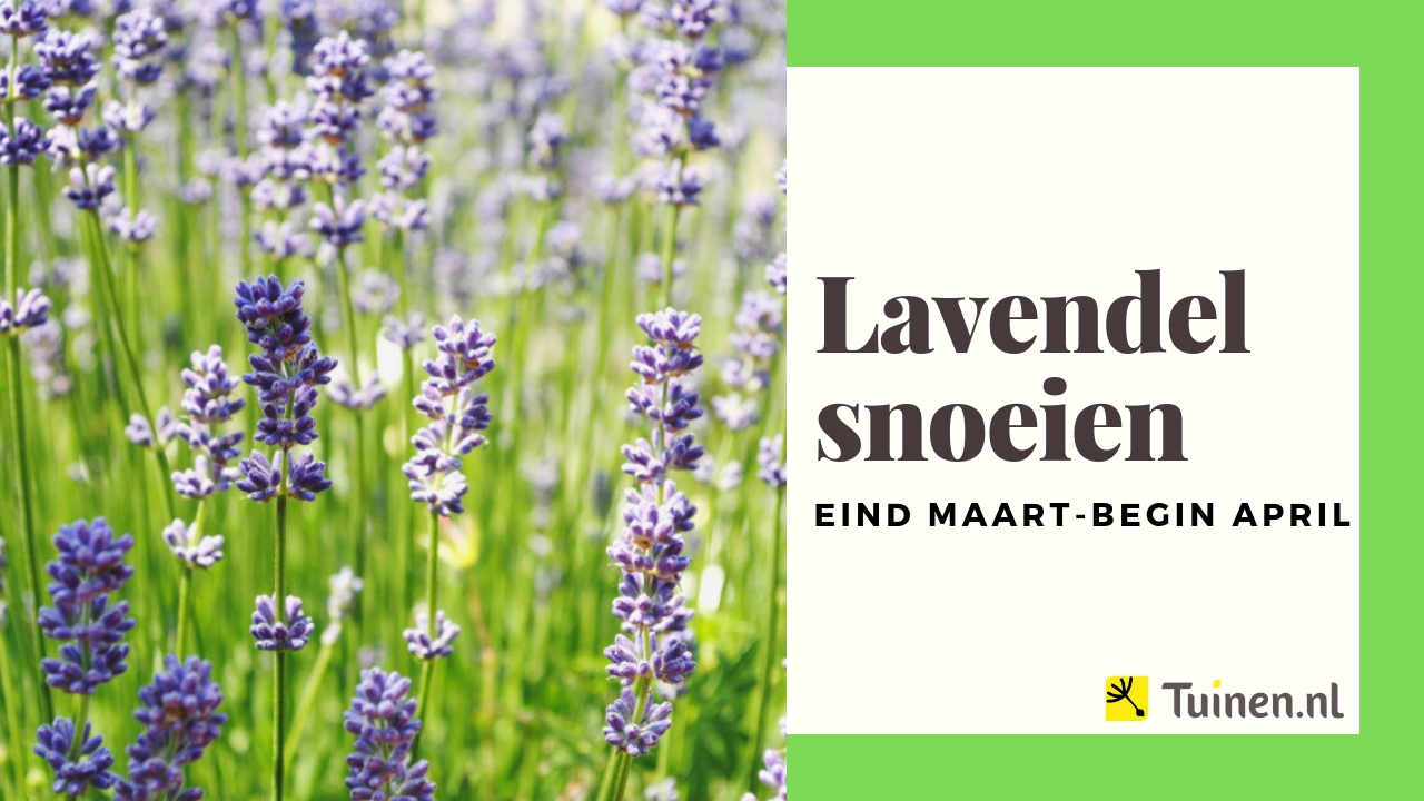 Video lavendel snoeien in maart en augustus