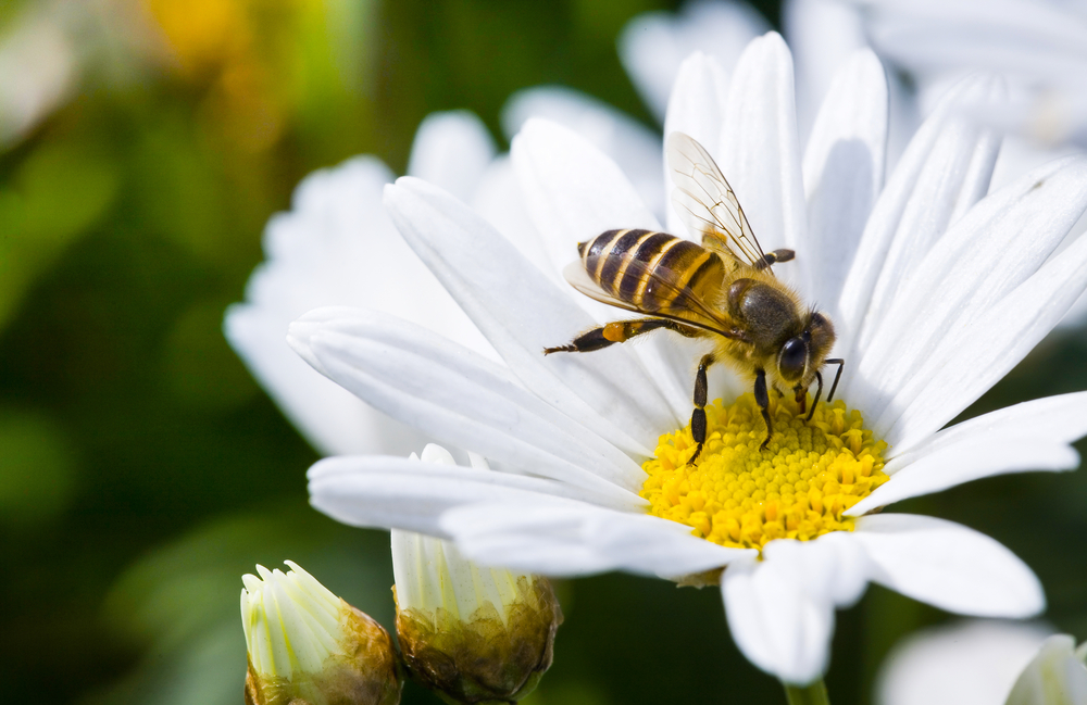 Bijen helpen in de tuin