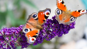 vlinderstruik, vlinders, buddleja davidii