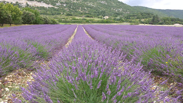 Een en al lavendel – Michel’s Moestuin