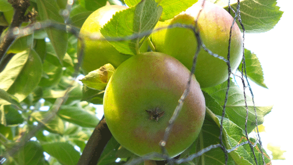 Appels en peren