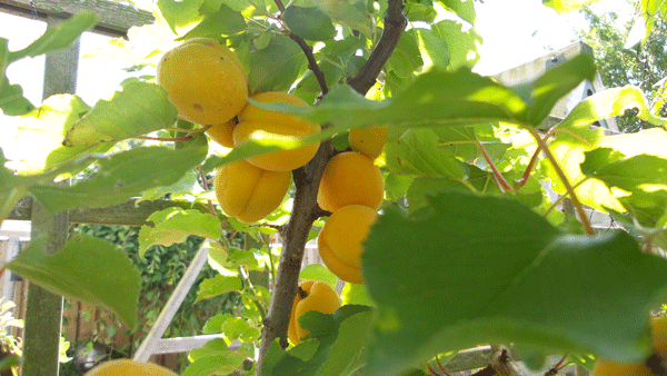 Lage fruitbomen