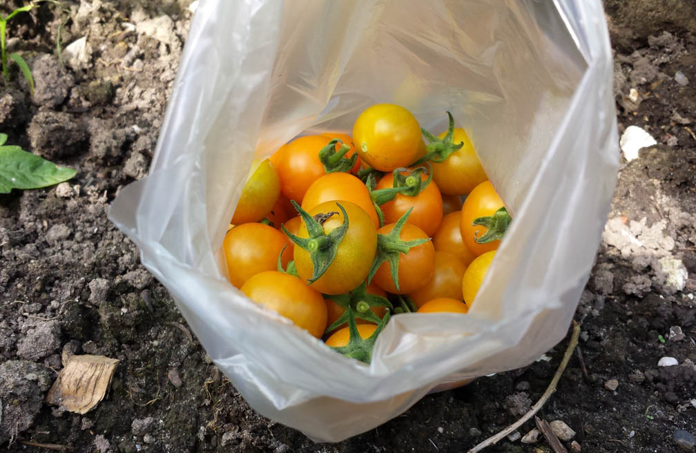 tomaten_oogst_michels_moestuin