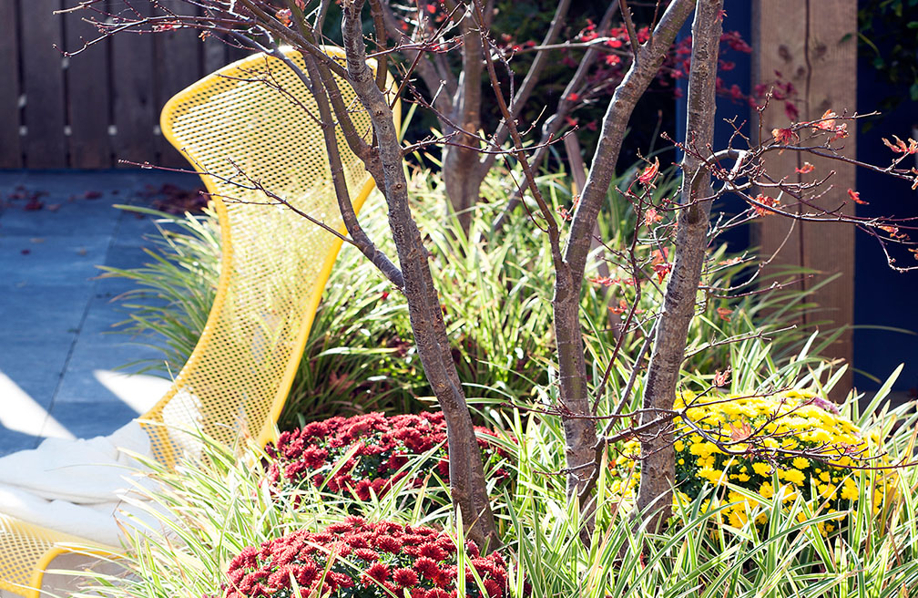 Bolchrysant in de tuin - In de border planten - Herfstbloeiers