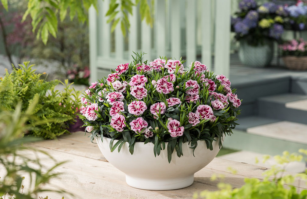 Populaire zomer tuinplant - Dianthus oftewel tuinanjer