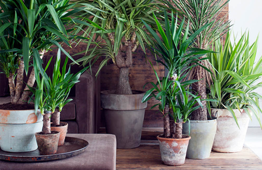 Yucca is een stoere kamerplant, een palm met dikke stam. Soetere Urban Jungle look