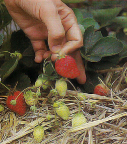 Aardbeien planten