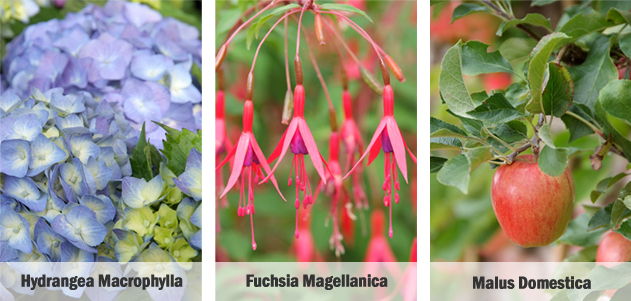 Hydrangea Macropylla | Fuchsia Magellanica | Malus Domestica