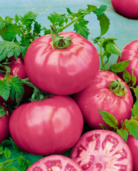 tomaat_fuji_pink_easyplant