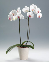 orchidee_populair_moederdag_cadeau