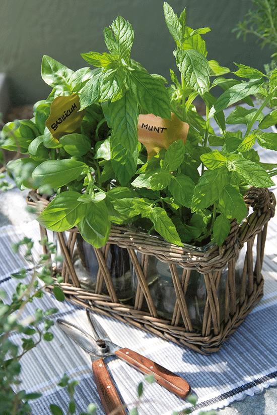 Geurige tuinkruiden in potten