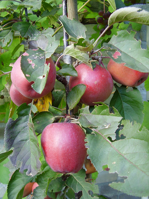 appels_uit_eigen_tuin