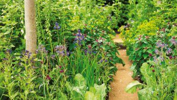 Een natuurlijke tuin met de Biotope Garden