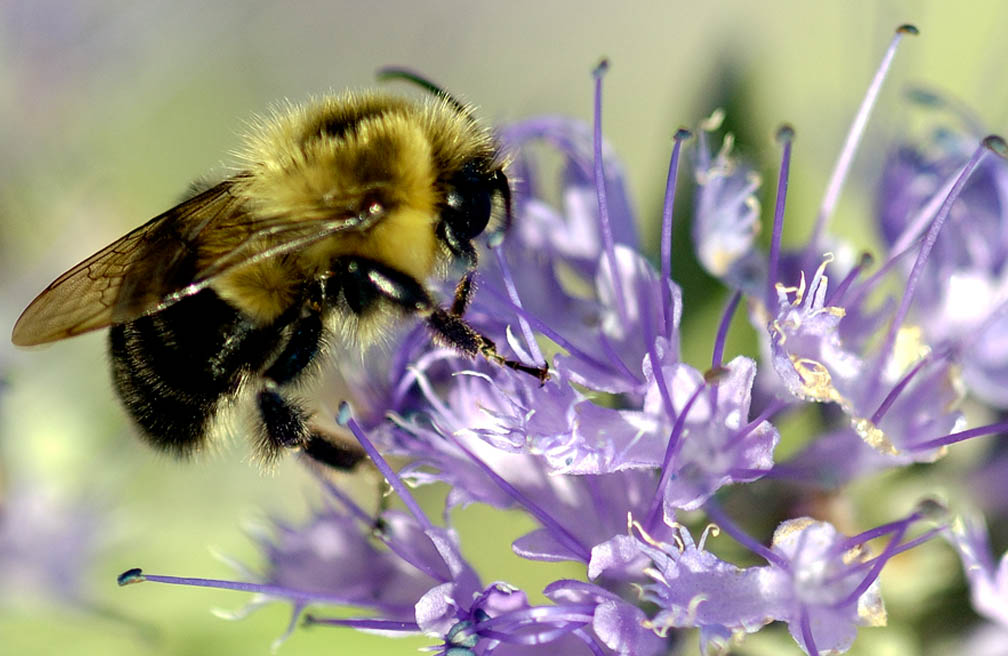 Bijen zijn belangrijk voor de tuin