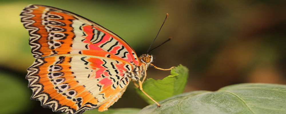 9x meest bijzondere vlinders