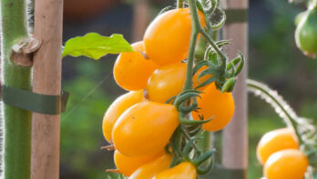 afbeelding tomaten kweken in eigen tuin