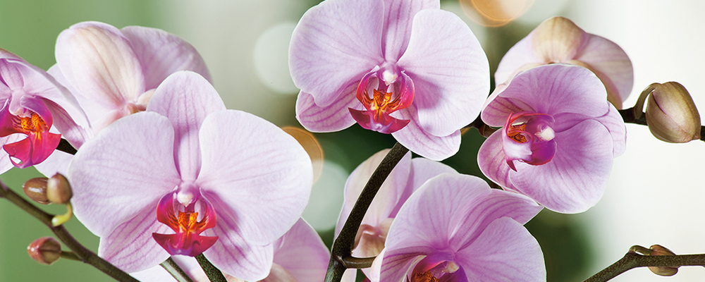 Phalaenopsis orchidee