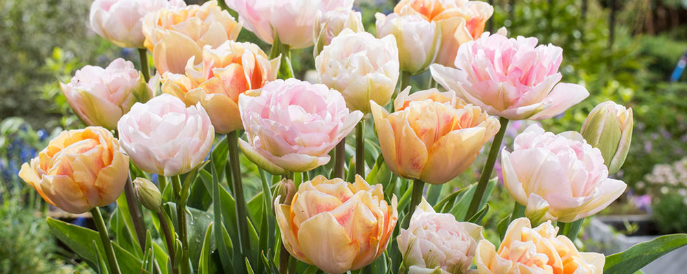 Tulp: Alles over deze bijzondere bloem