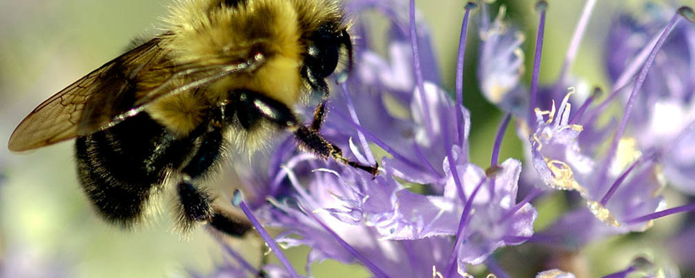 Bijenvriendelijke tuin dankzij BIJzondere tips