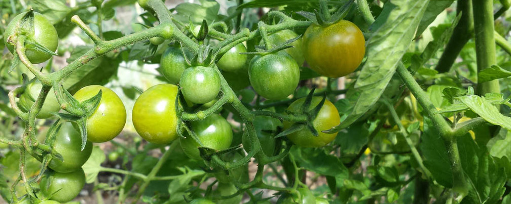 Tomatenfeest – Michel’s Moestuin