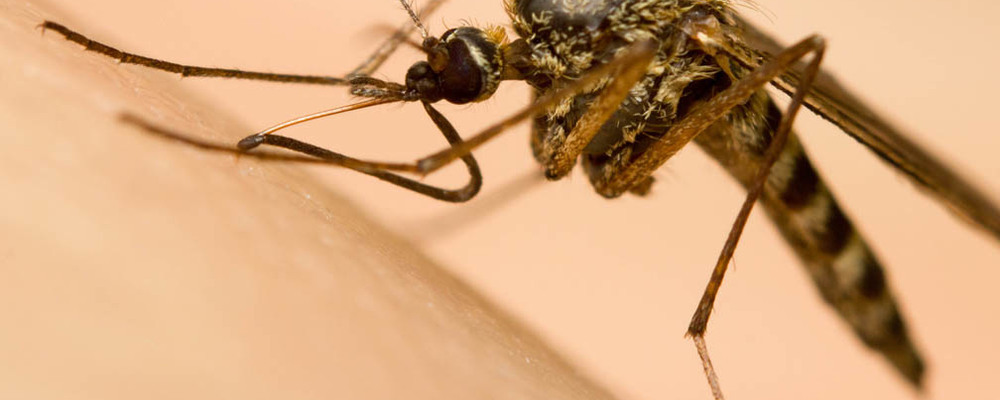Muggen voorkomen en bestrijden