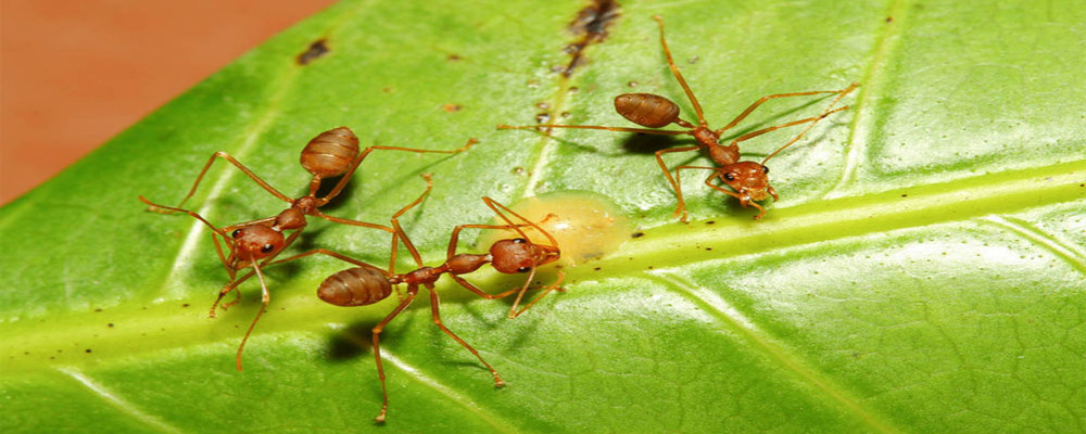 Mieren voorkomen en bestrijden