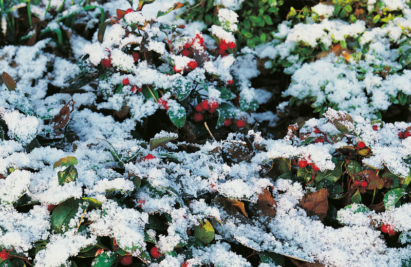 tuinkalender_januari_sneeuw