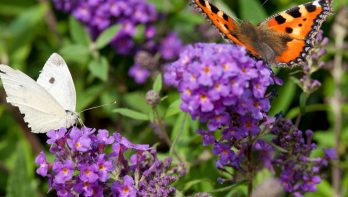 Duurzaam tuinieren vlinderstruik buddleja vlinders