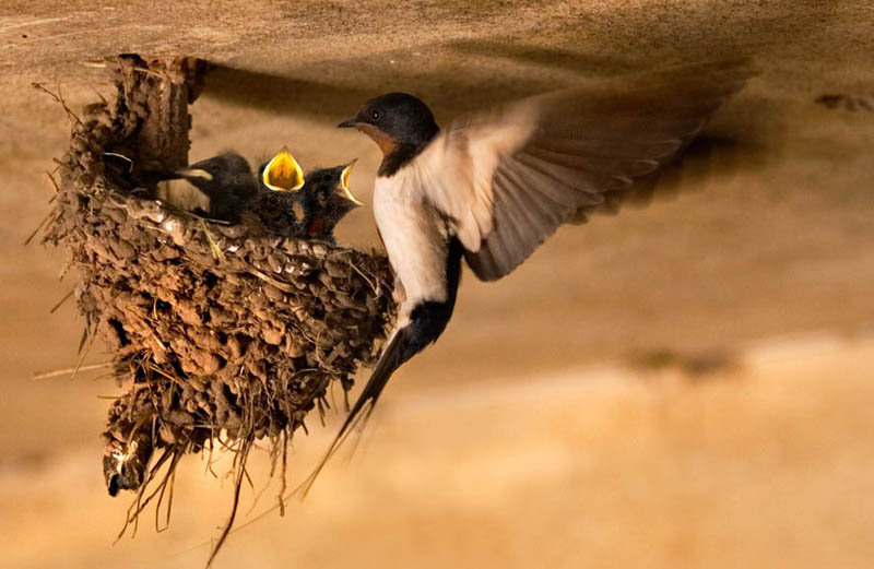 vogelnest, zwaluw, bijzonder, nest