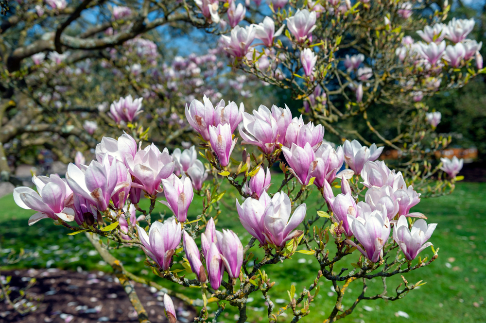 Magnolia x soulangeana, beverboom, heester, bloei, vroegbloeiend, tuinen.nl, lijstje