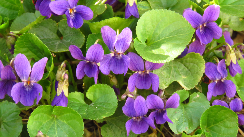 Viola odorata, maarts viooltje, bodembedekkers, tuinen.nl