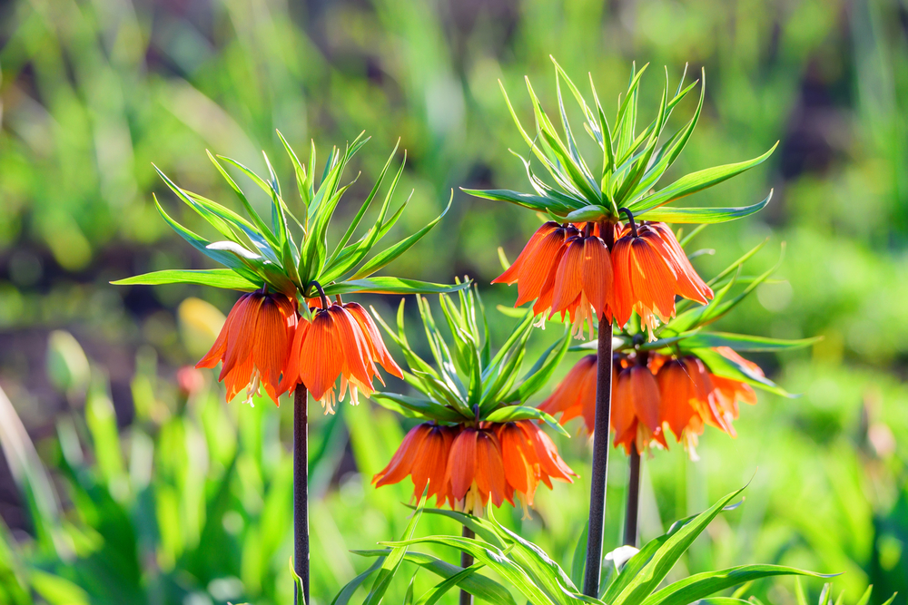 Fritillaria imperialis, keizerskroon, oranje, oranje bloeiers, lijstje, tuinen.nl