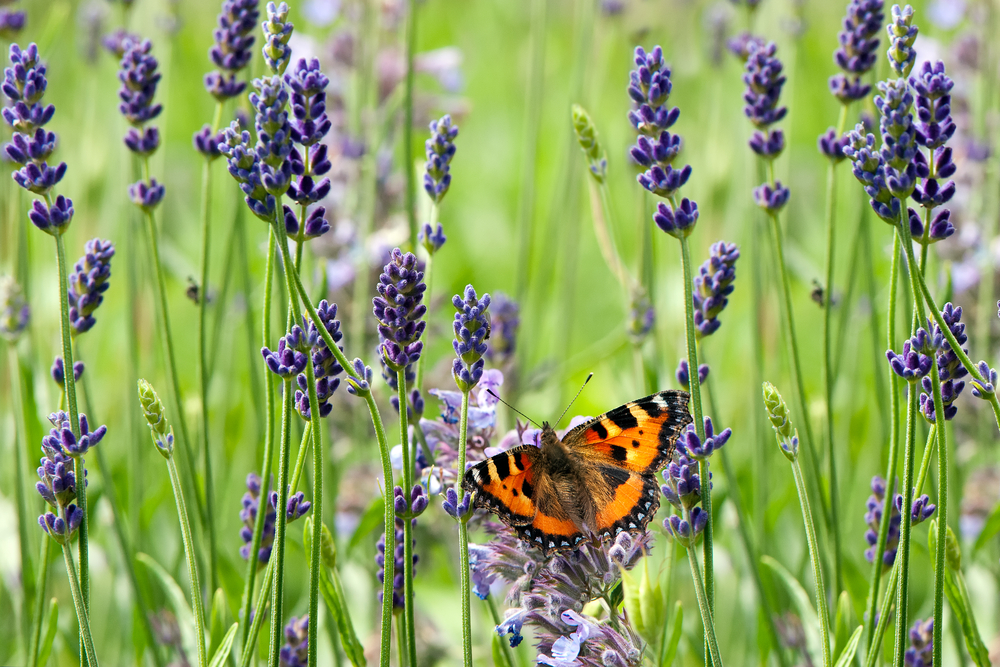 10 x vlinderplanten: hiermee lok je gegarandeerd vlinders naar je tuin