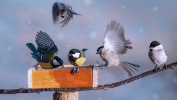 Vogels voeren; welk voedersysteem gebruik je best om vogels te voeren?