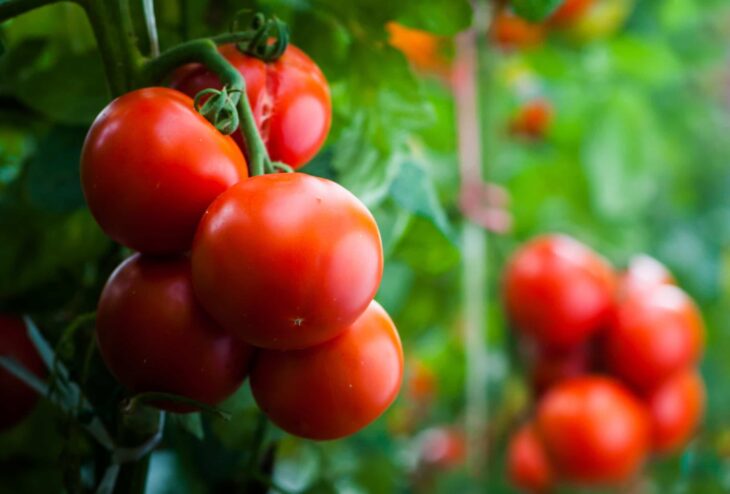 afbeeldingen tomaten oogsten