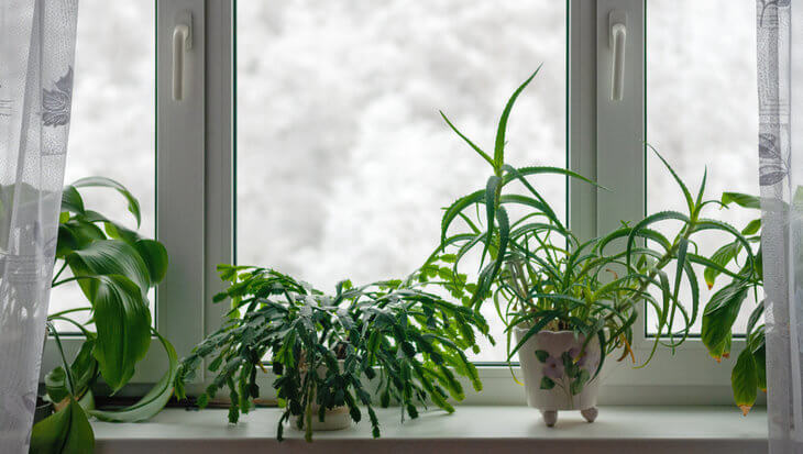 Kamerplanten in de winter: Met deze 5 tips houd je ze gezond