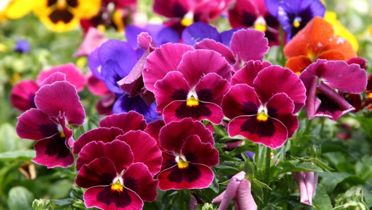 Viooltjes – wanneer te zaaien en hoe deze charmante bloemen te verzorgen