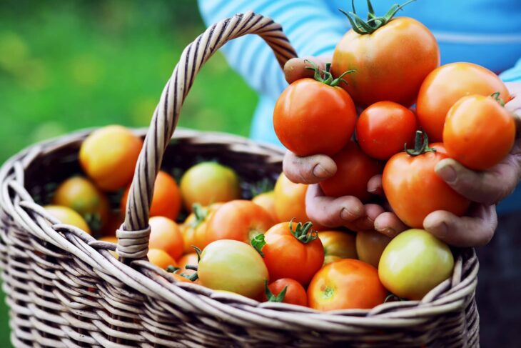 afbeelding zelf tomaten oogsten
