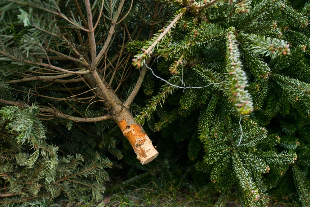 Zo kan je je kerstboom recyclen